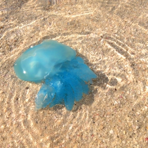 jellyFishBlue
